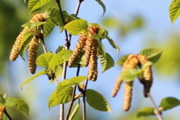 Birch