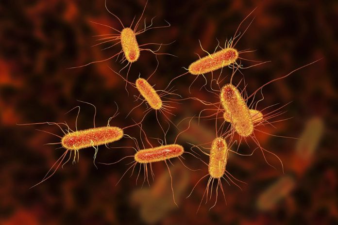 Escherichia Coli In Pregnancy Is It Dangerous