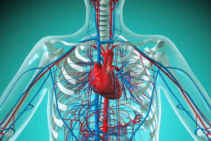 What Is The Cardiovascular System