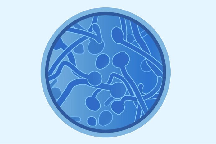Candida What It Is, Causes, And Symptoms