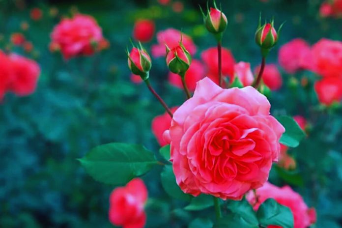 All The Benefits Of Rose Extract On The Skin